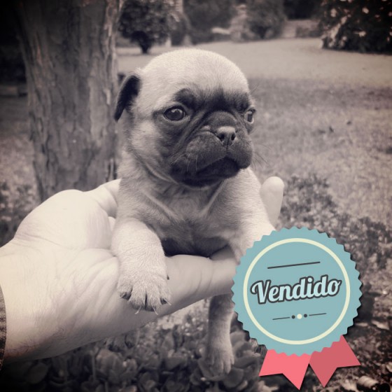 Pug, hembra Pug, hembra