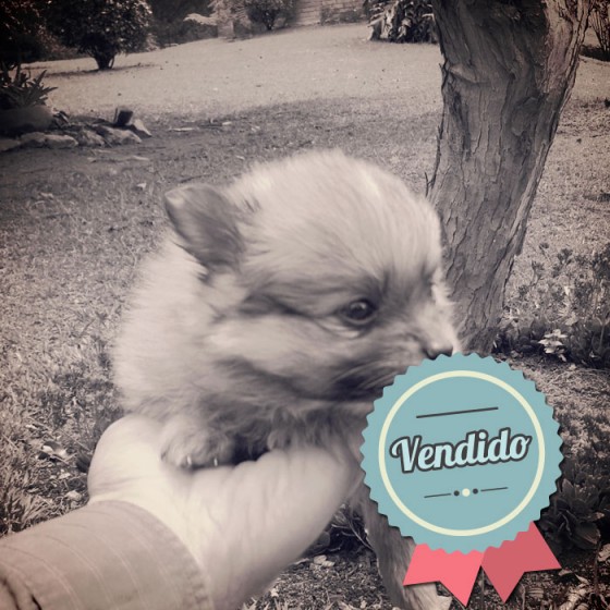 Pomerania, hembra Pomerania, hembra