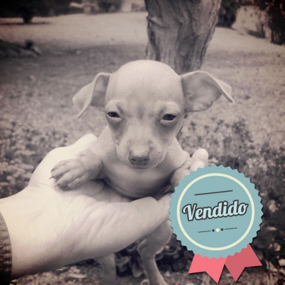 Pinscher, macho Pinscher, macho