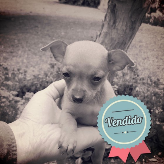 Pinscher, macho Pinscher, macho