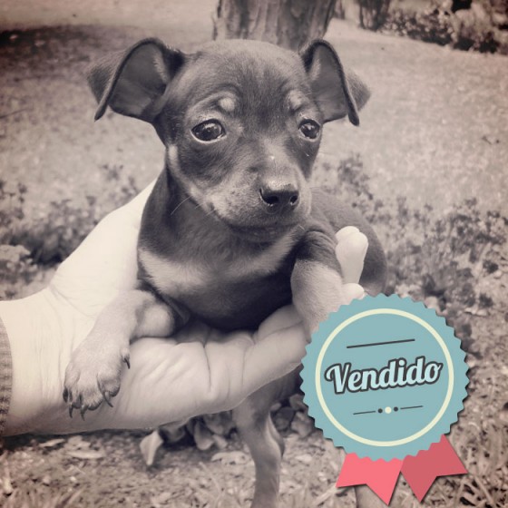 Pinscher, macho Pinscher, macho