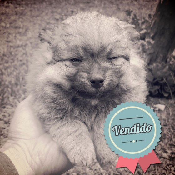 Pomerania, macho Pomerania, macho