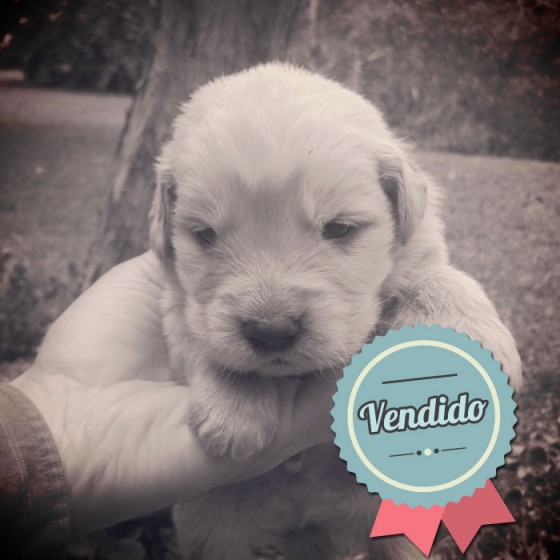 Golden Retriever, macho Golden Retriever, macho