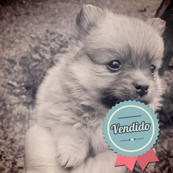 Pomerania, macho Pomerania, macho