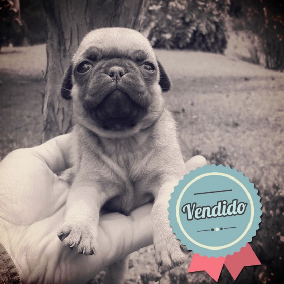 Pug, macho Pug, macho