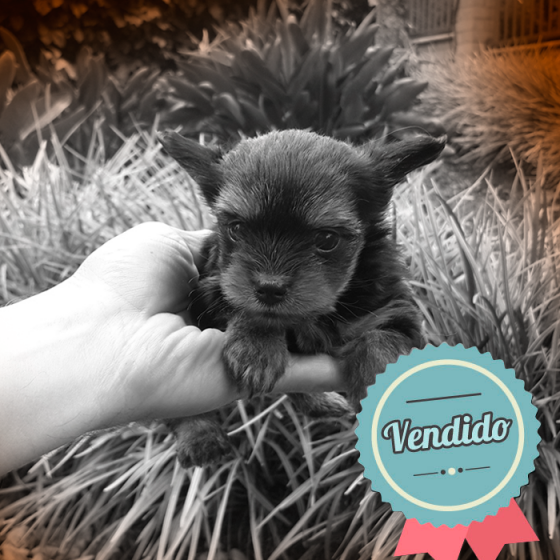 Yorkshire Terrier, macho Yorkshire Terrier, macho