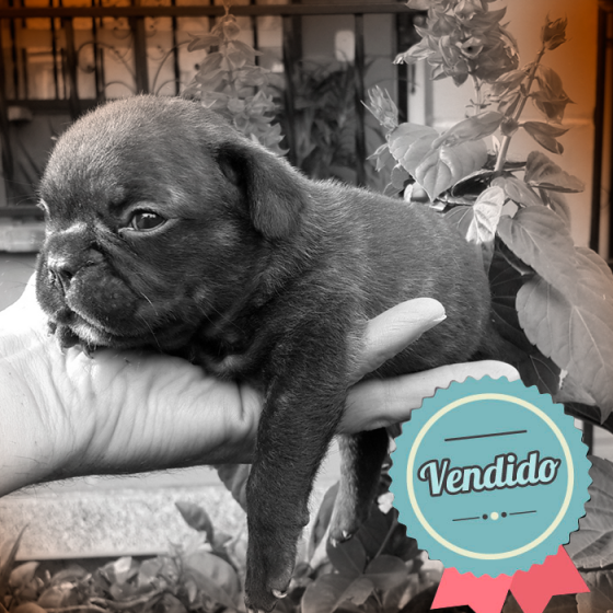 Bulldog Francés, Macho Bulldog Francés, Macho