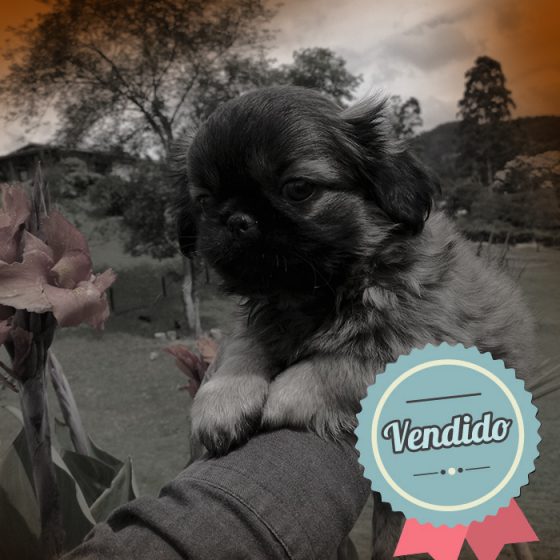 Pekines macho Pekines macho