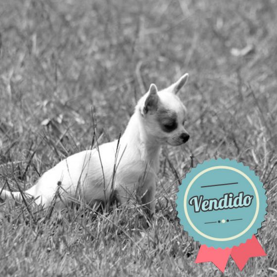 Chihuahua macho Chihuahua macho