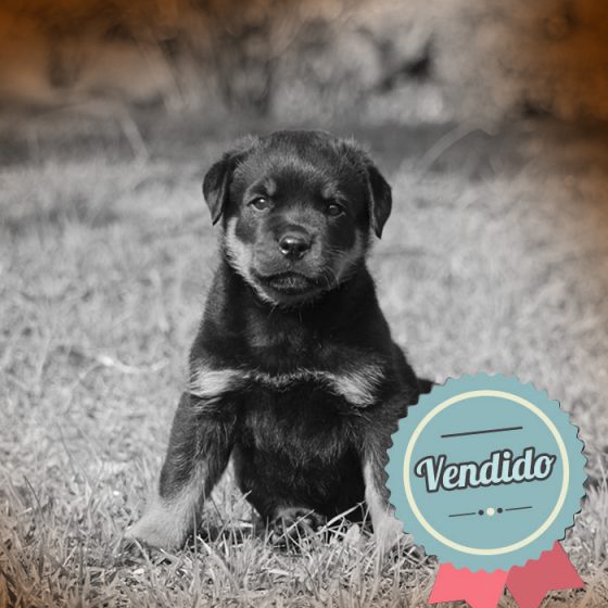 Rottweiler macho Rottweiler macho