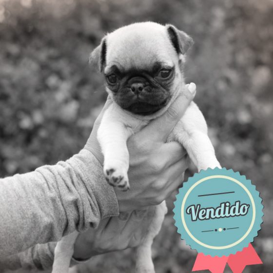 Pug Hembra Pug Hembra