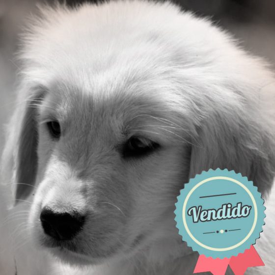 Golden Retriever Macho Golden Retriever Macho