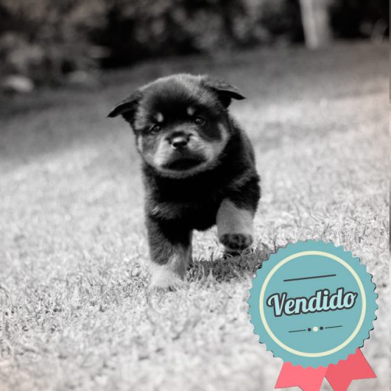 Rottweiler Macho Rottweiler Macho