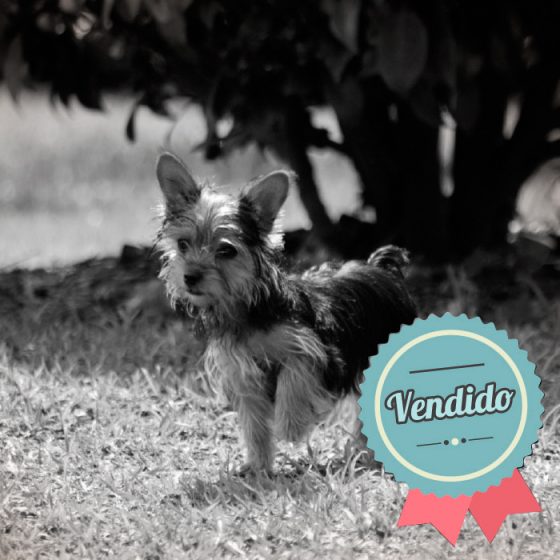 Yorkshire Terrier Macho Yorkshire Terrier Macho