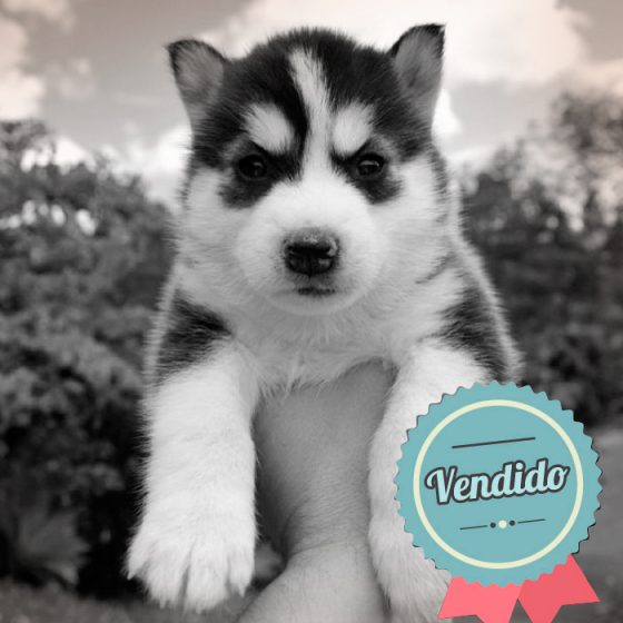 Lobo Siberiano Hembra Lobo Siberiano Hembra