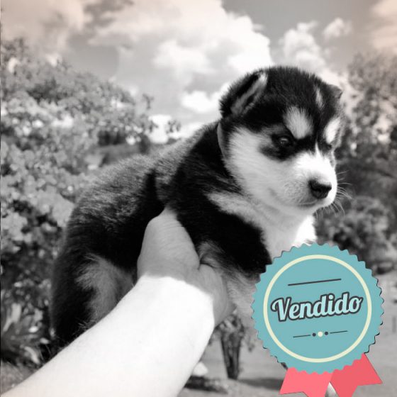 Lobo Siberiano Hembra Lobo Siberiano Hembra