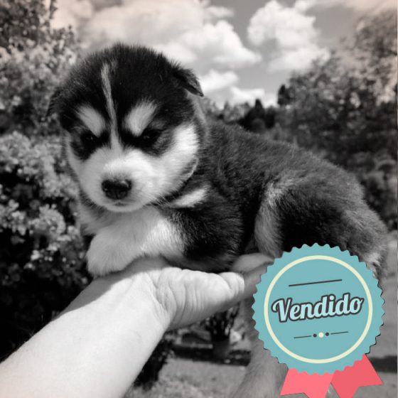 Lobo Siberiano Macho Lobo Siberiano Macho