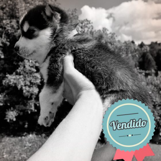 Lobo Siberiano Macho Lobo Siberiano Macho