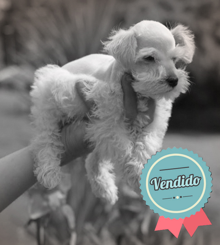 Schnauzer Blanco Macho Schnauzer Blanco Macho