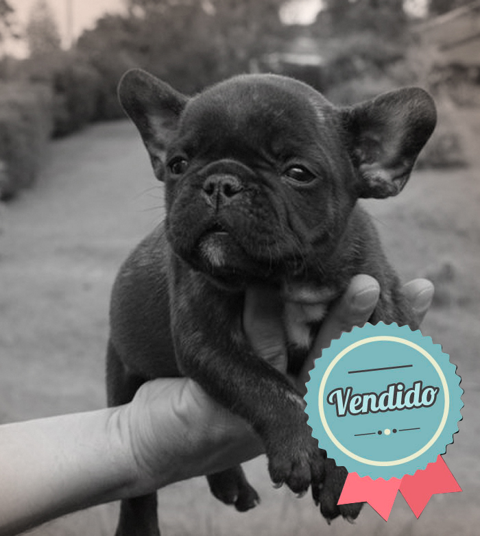 Bulldog Francés Hembra Bulldog Francés Hembra