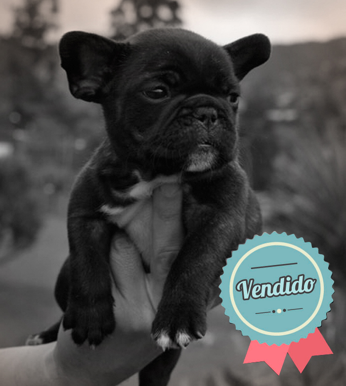 Bulldog Francés Hembra Bulldog Francés Hembra