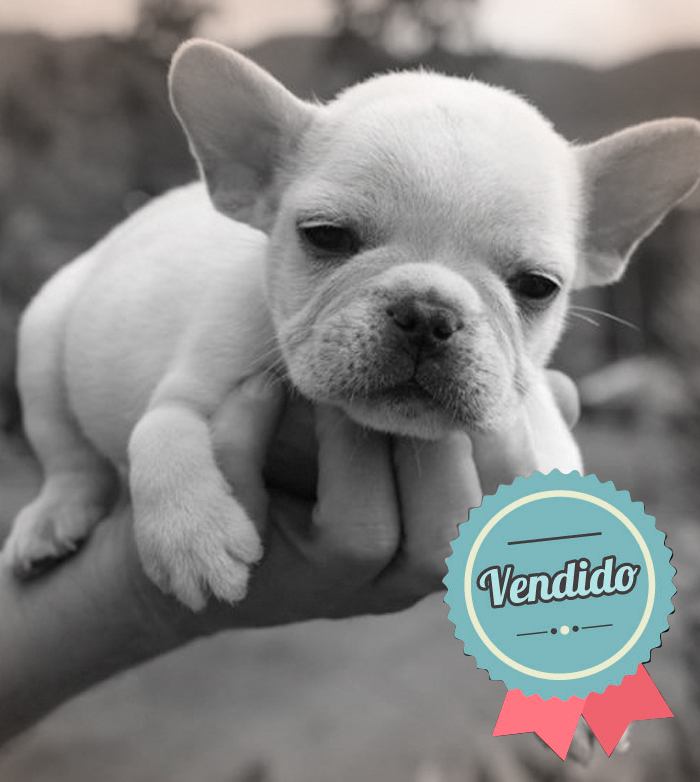 Bulldog Francés Macho Bulldog Francés Macho