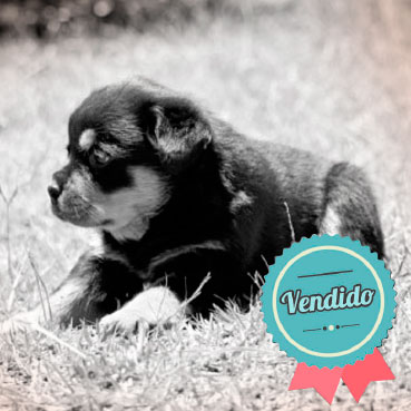 Rottweiler Hembra Rottweiler Hembra