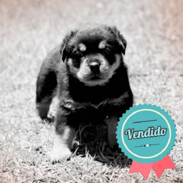 Rottweiler Macho Rottweiler Macho