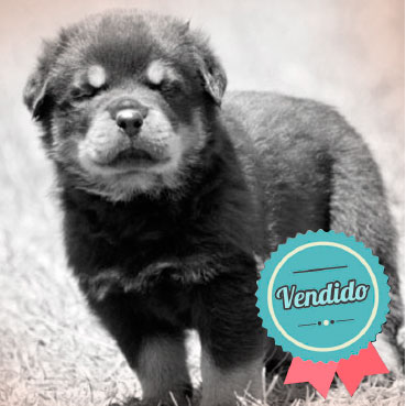 Rottweiler Macho Rottweiler Macho