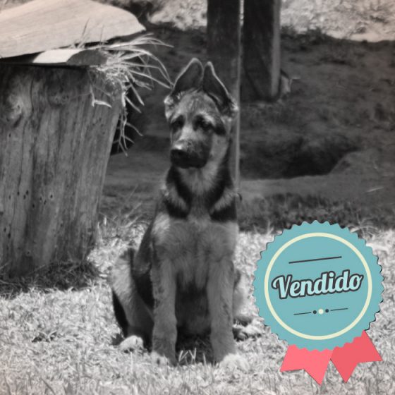 Pastor Alemán Hembra Pastor Alemán Hembra