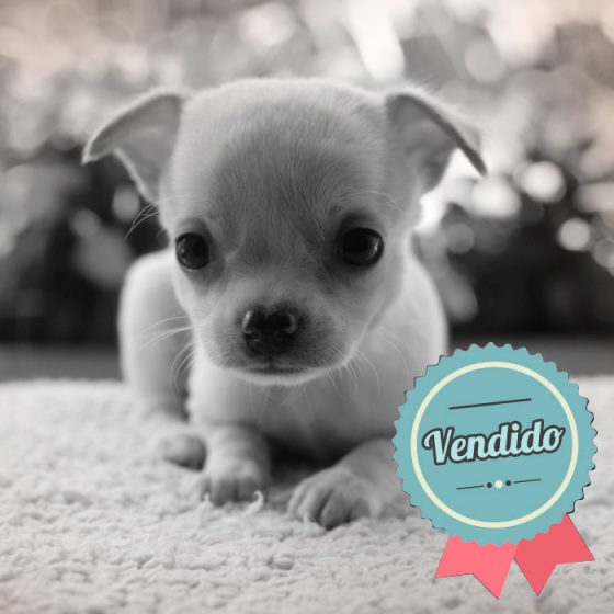 Chihuahua Hembra Chihuahua Hembra