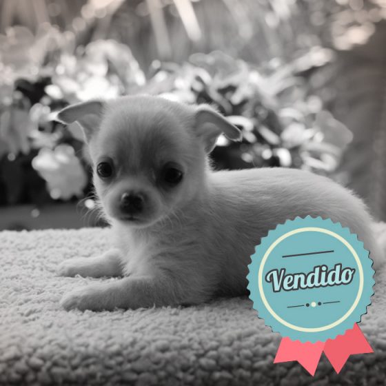 Chihuahua Macho Chihuahua Macho