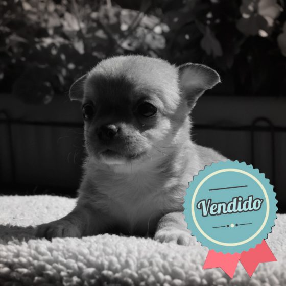 Chihuahua Macho Chihuahua Macho