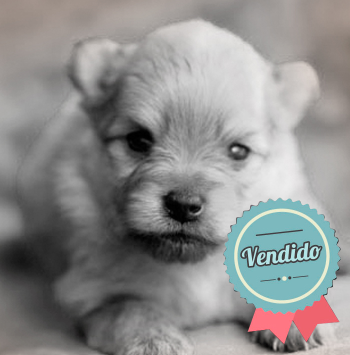 Pomerania Hembra Pomerania Hembra